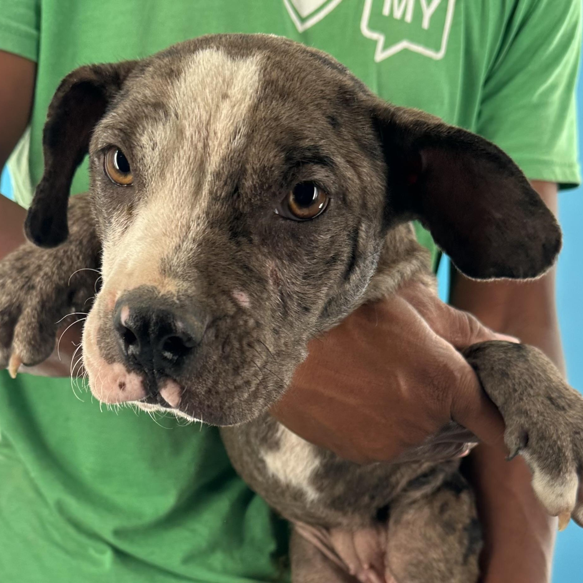 Gerdith - Local August 28-30, an adoptable mixed breed in Beaverton , OR image 6/6