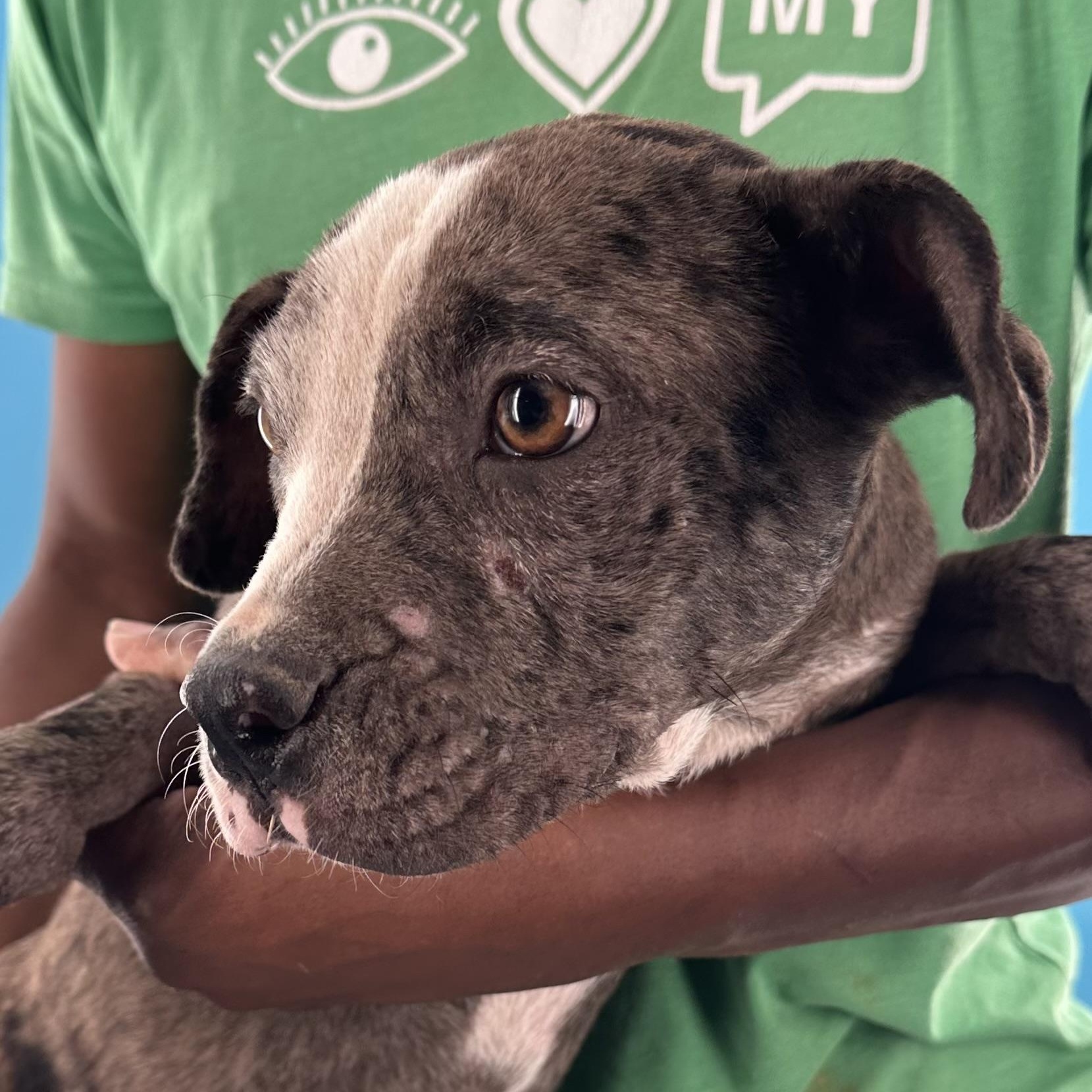 Gerdith - Local August 28-30, an adoptable mixed breed in Beaverton , OR image 2/6