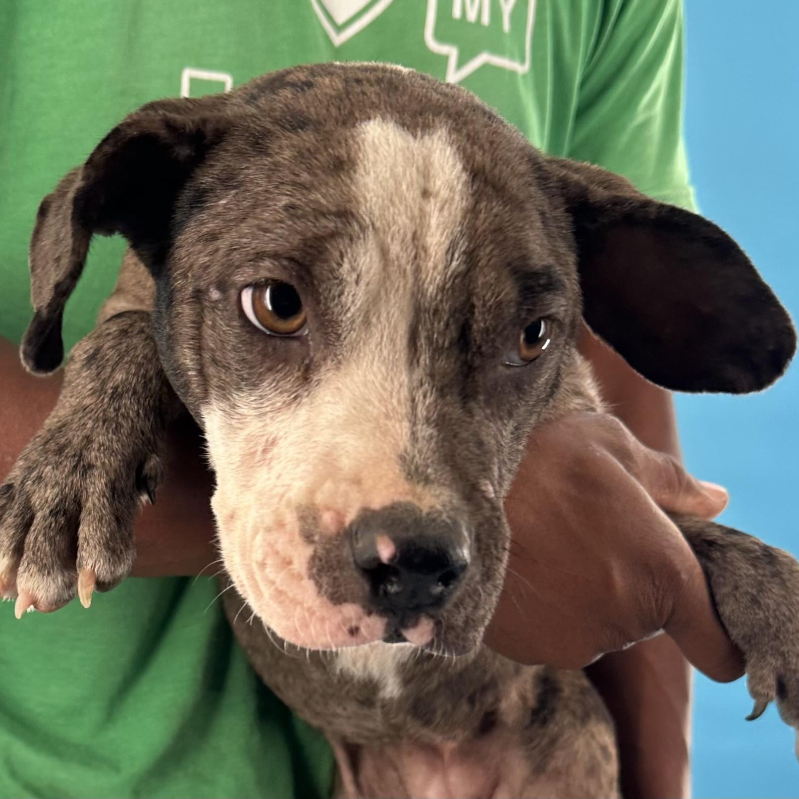 Gerdith - Local August 28-30, an adoptable mixed breed in Beaverton , OR image 4/6
