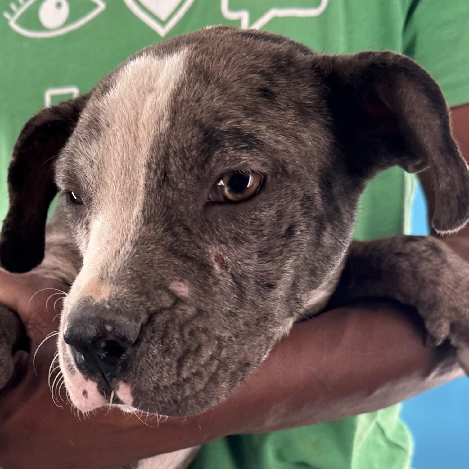 Gerdith - Local August 28-30, an adoptable mixed breed in Beaverton , OR image 5/6