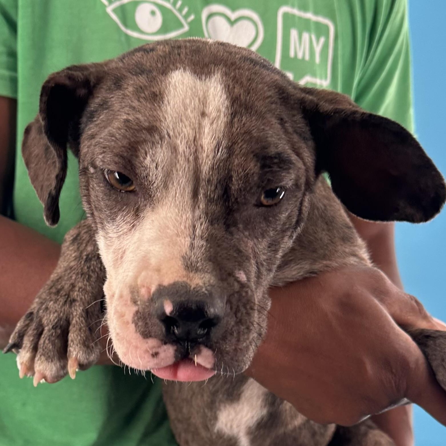 Gerdith - Local August 28-30, an adoptable mixed breed in Beaverton , OR image 3/6