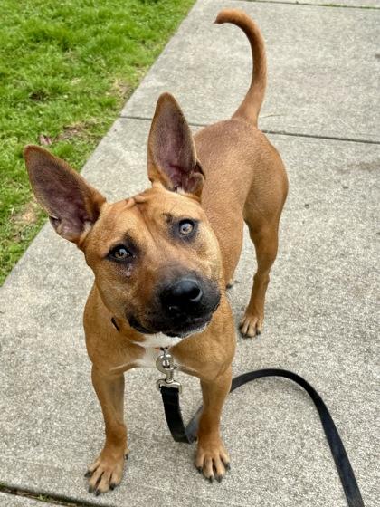 Barracuda, a Adoptable mixed breed in Cincinnati, OH image 1/3