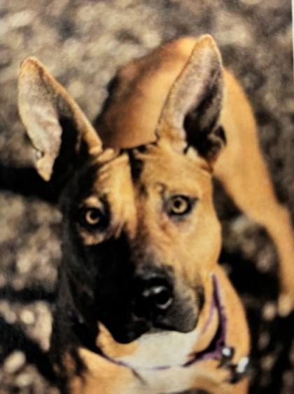 Enlarge Barracuda, a Adoptable mixed breed in Cincinnati, OH image 1/3