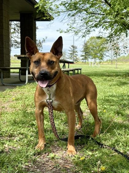 Enlarge Barracuda, a Adoptable mixed breed in Cincinnati, OH image 2/3