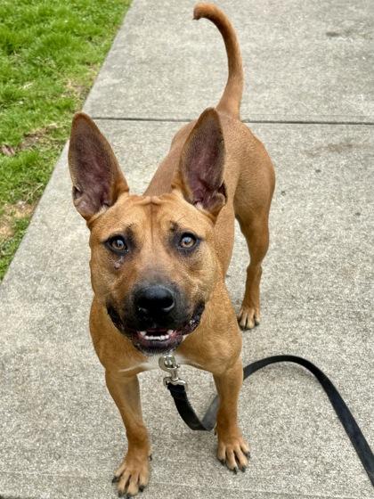 Barracuda, a Adoptable mixed breed in Cincinnati, OH image 2/3