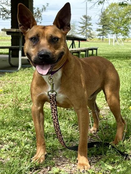 Barracuda, a Adoptable mixed breed in Cincinnati, OH image 3/3