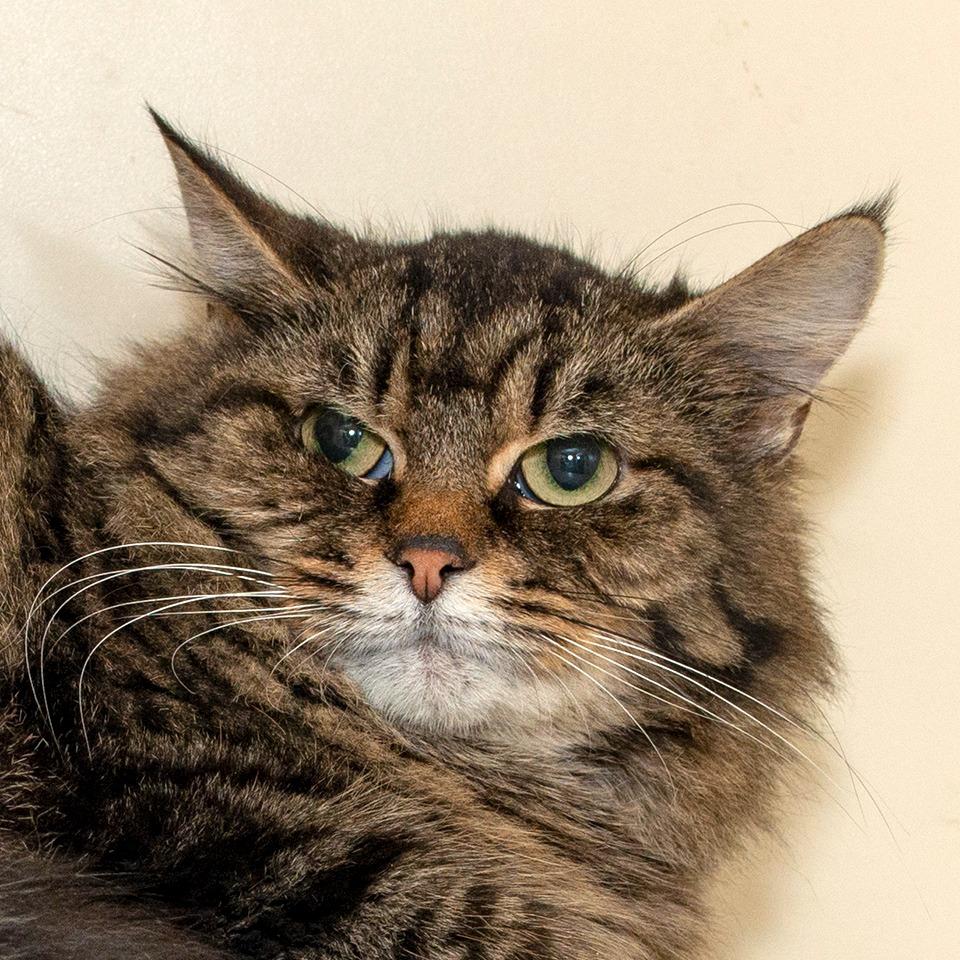 Nyla, Adoptable, Young Female Domestic Medium Hair.