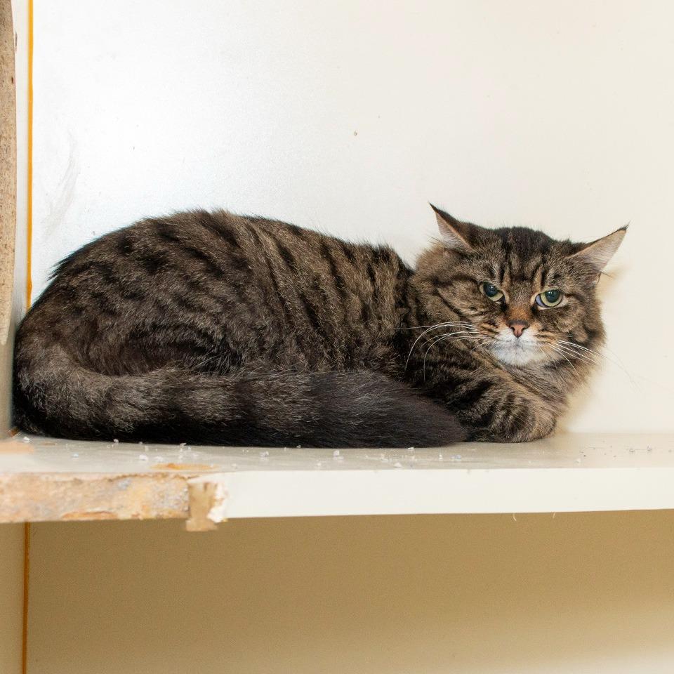 Enlarge Nyla, a Adoptable Domestic Medium Hair in Troy, OH image 2/2