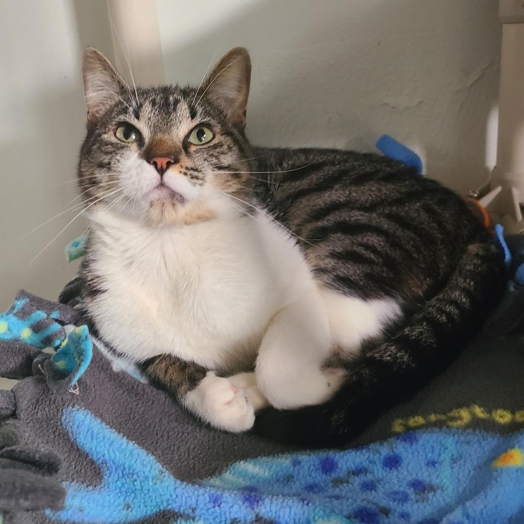 Leo Houston, Adoptable, Adult Male Domestic Short Hair.