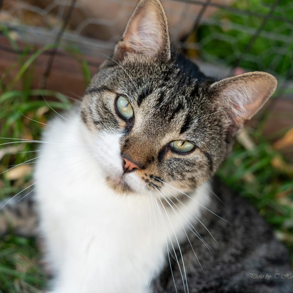 Leo Houston, a Adoptable Domestic Short Hair in Denver, CO image 2/6