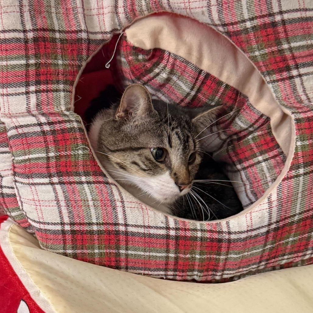 Leo Houston, a Adoptable Domestic Short Hair in Denver, CO image 3/6