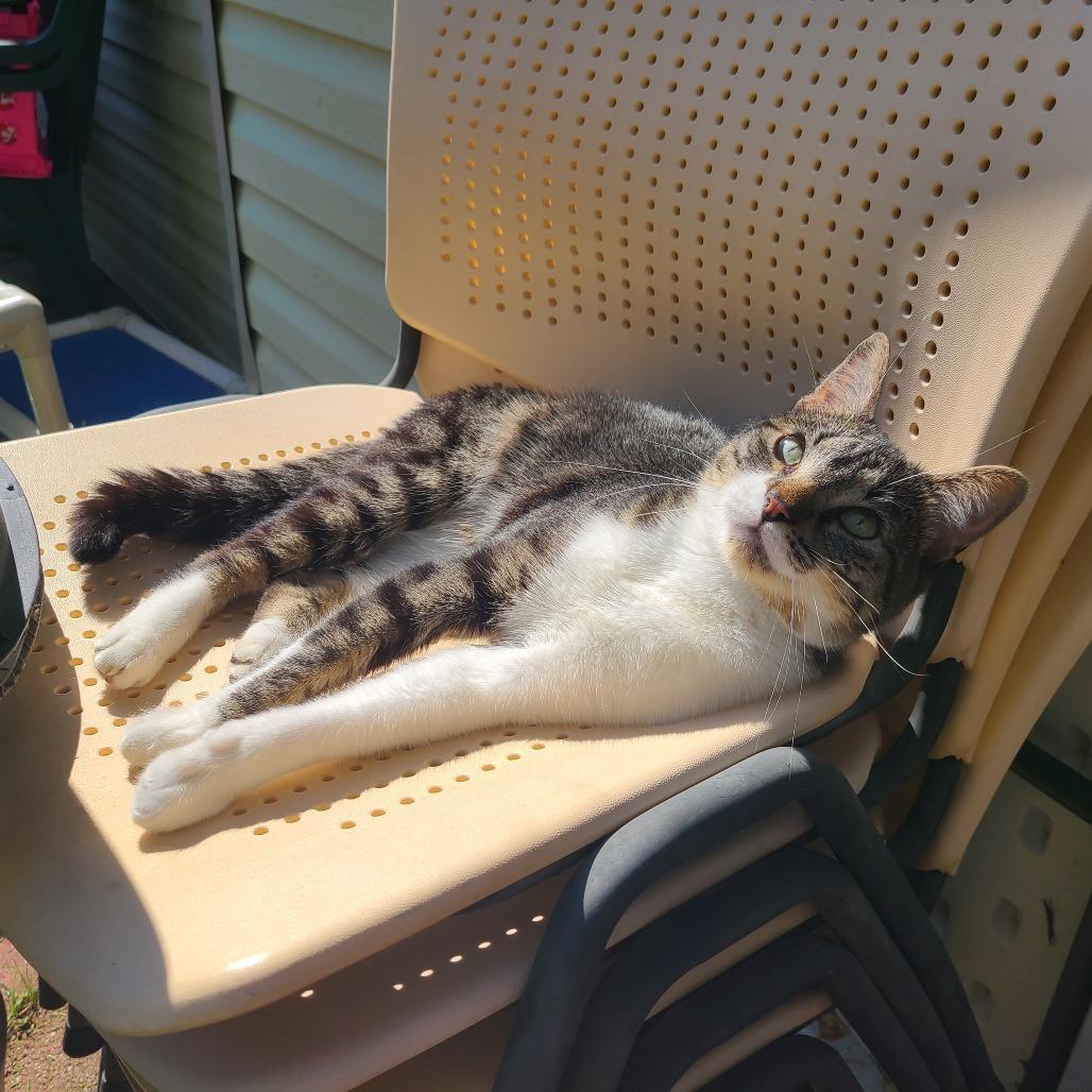 Leo Houston, a Adoptable Domestic Short Hair in Denver, CO image 4/6