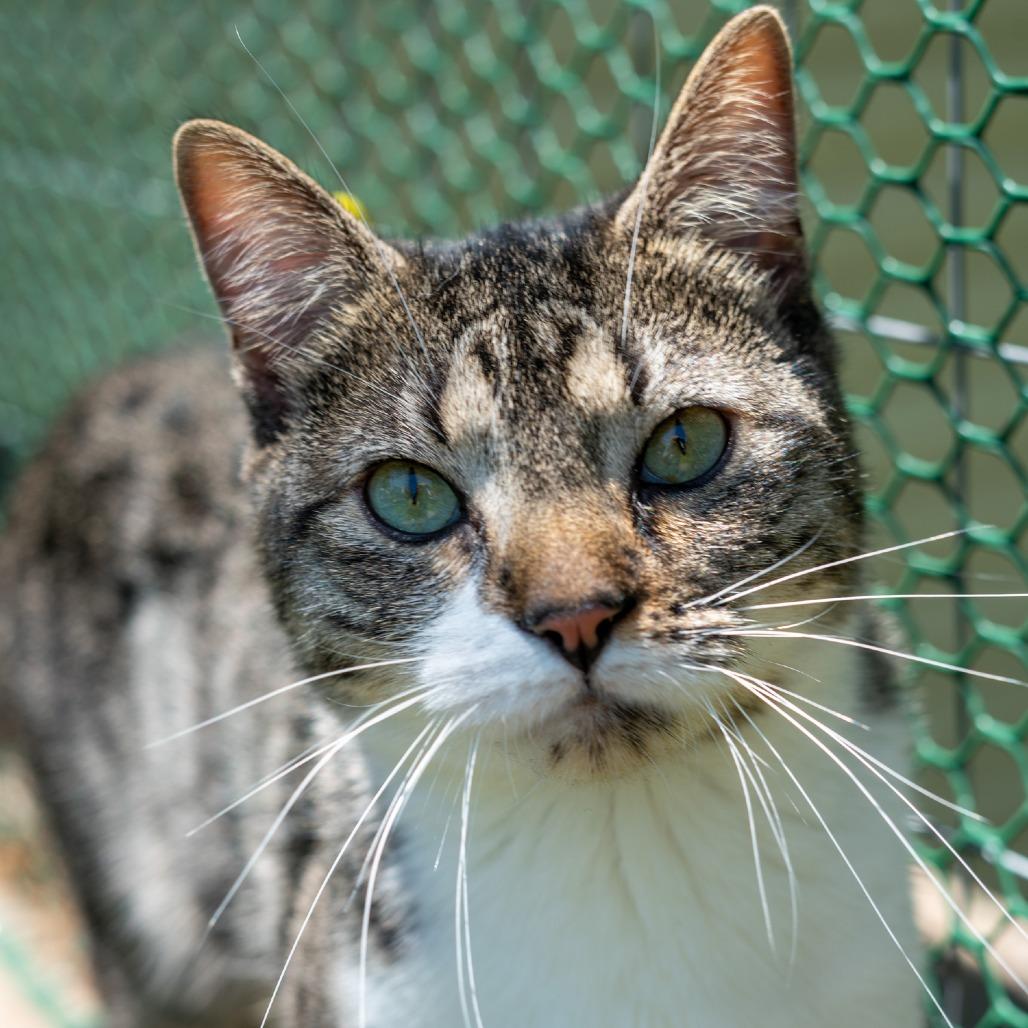 Leo Houston, a Adoptable Domestic Short Hair in Denver, CO image 5/6