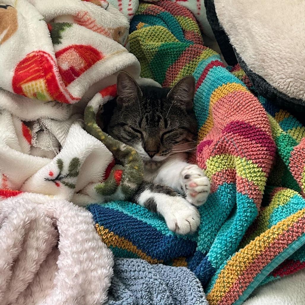 Leo Houston, a Adoptable Domestic Short Hair in Denver, CO image 6/6