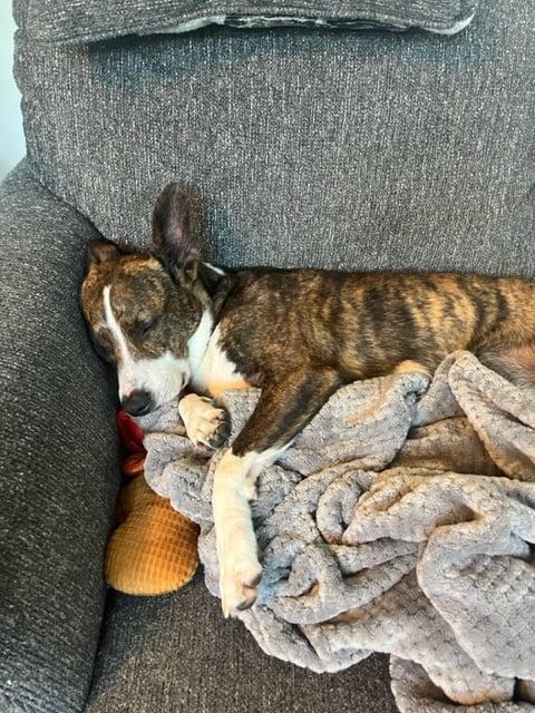 Clark, Adoptable, Adult Male Australian Cattle Dog / Blue Heeler.