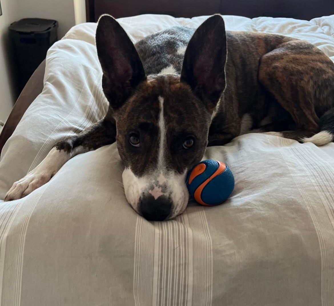 Clark, a Adoptable mixed breed in Stamford, CT image 2/6