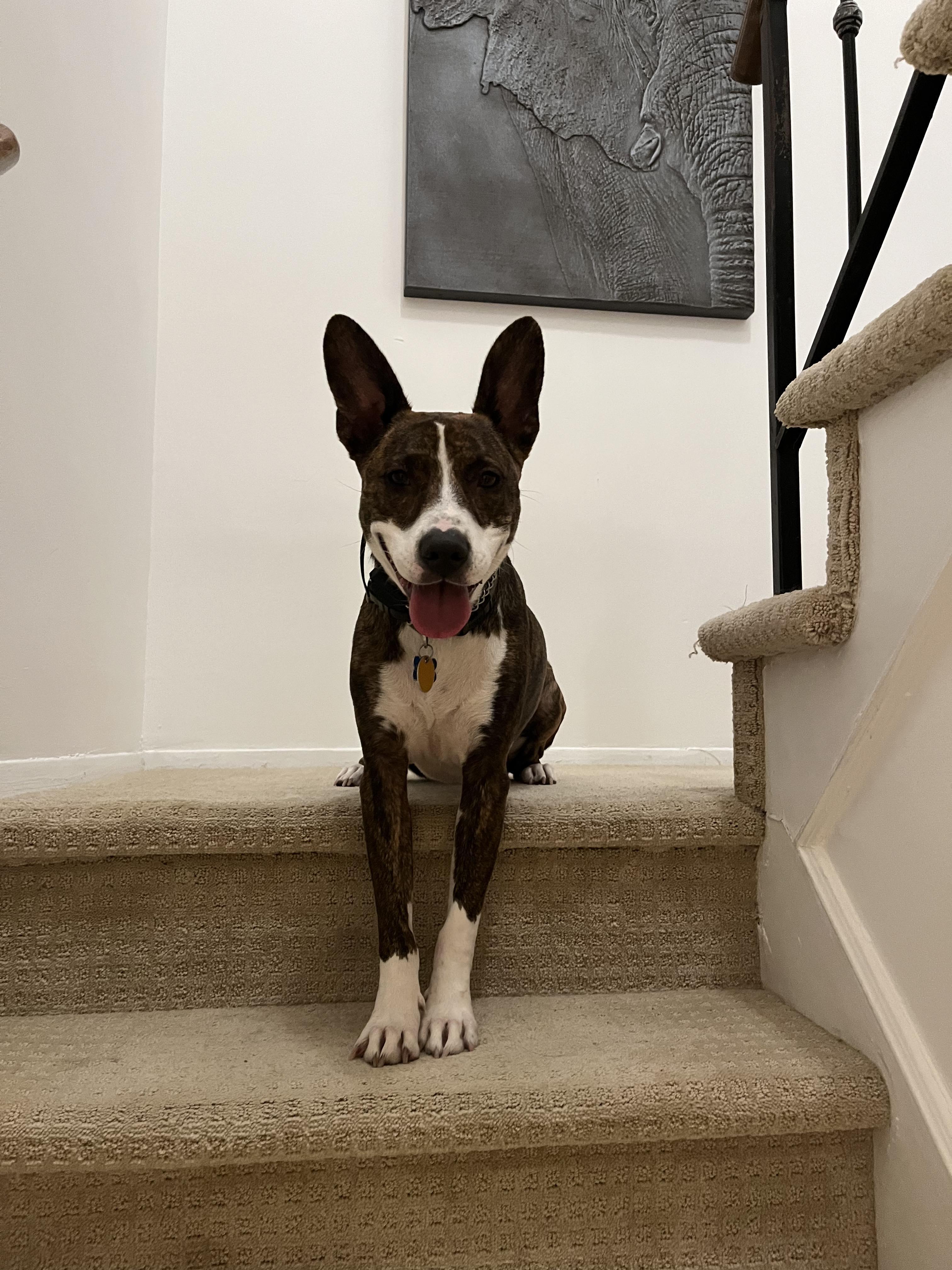 Clark, a Adoptable mixed breed in Stamford, CT image 3/6