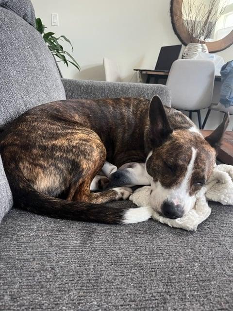 Clark, a Adoptable mixed breed in Stamford, CT image 4/6