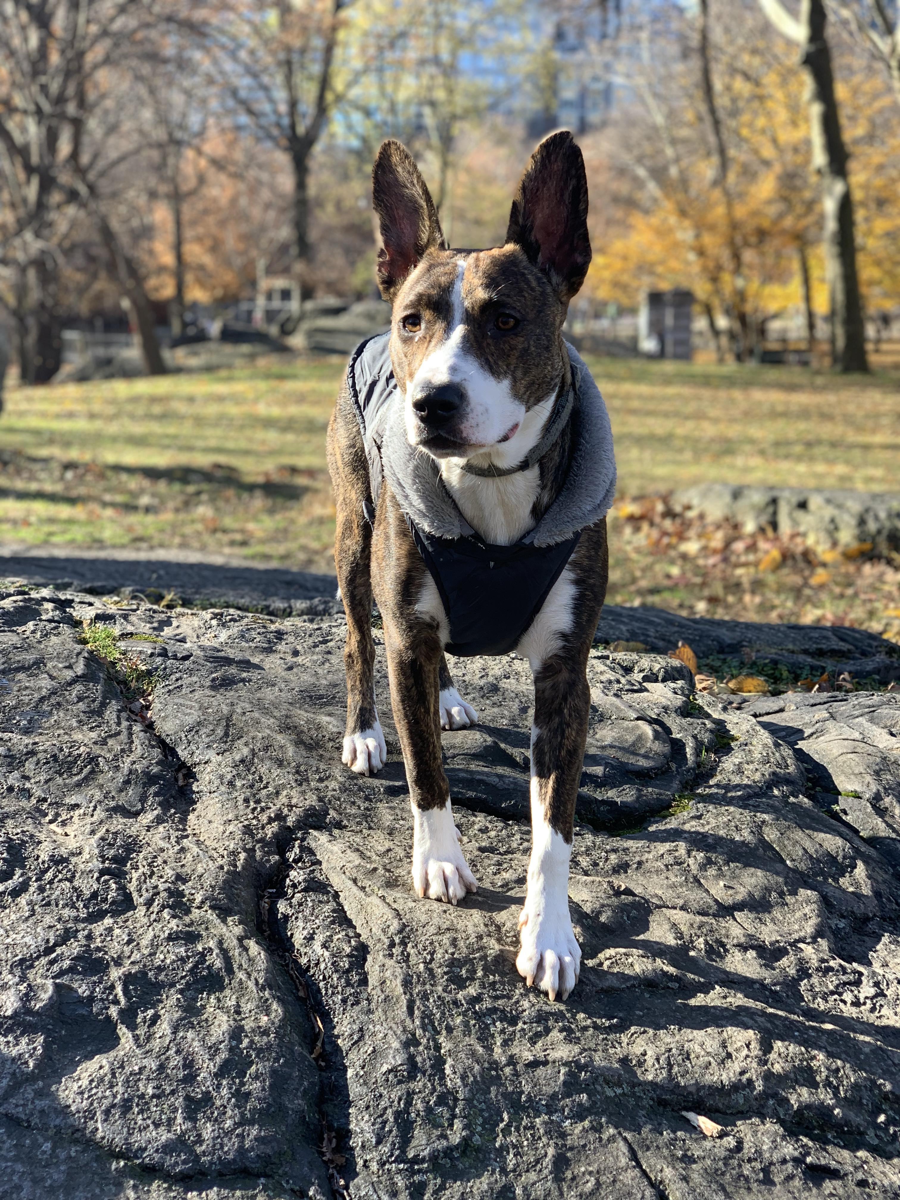 Clark, a Adoptable mixed breed in Stamford, CT image 5/6