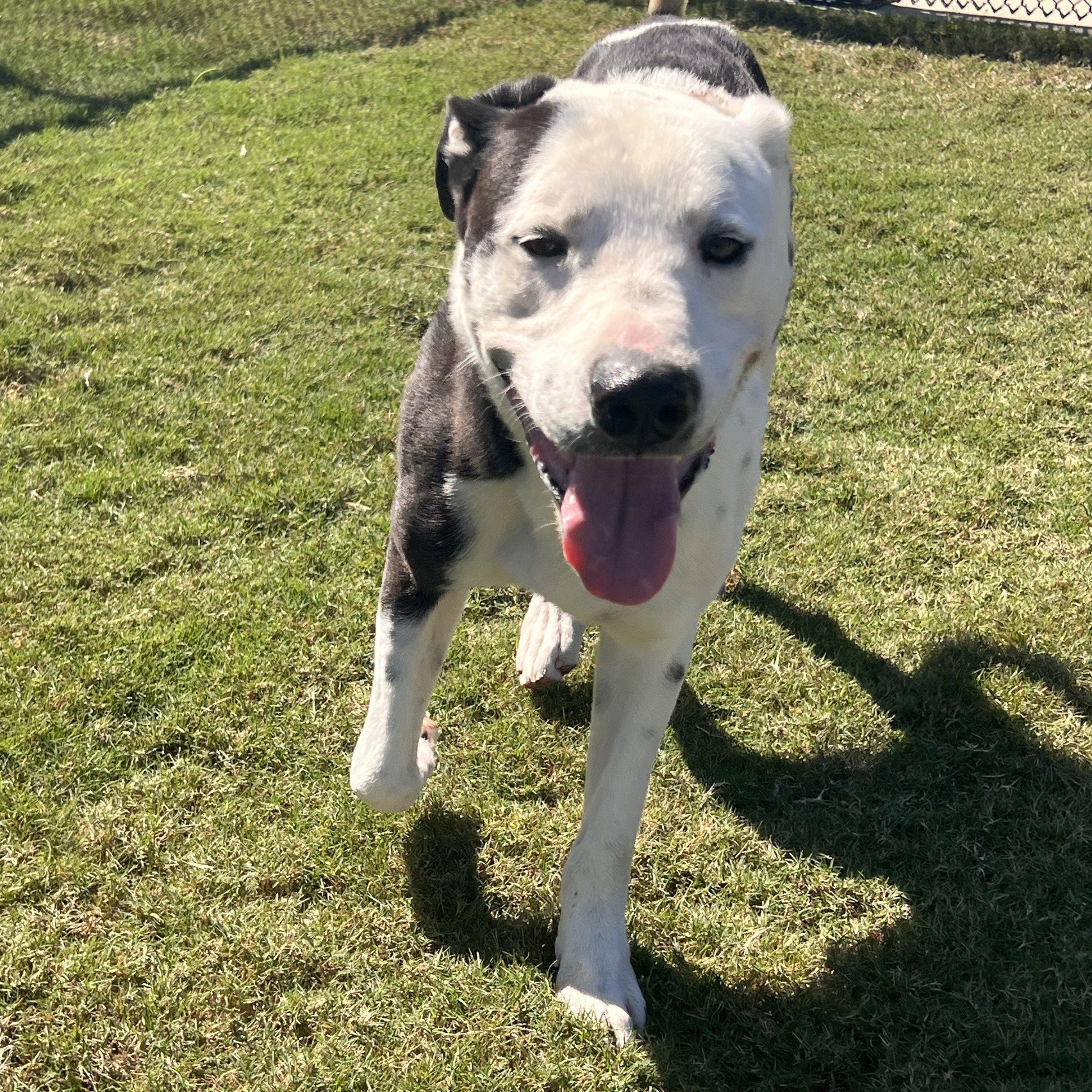 Bubba, Adoptable, Young Male Shepherd & American Staffordshire Terrier.