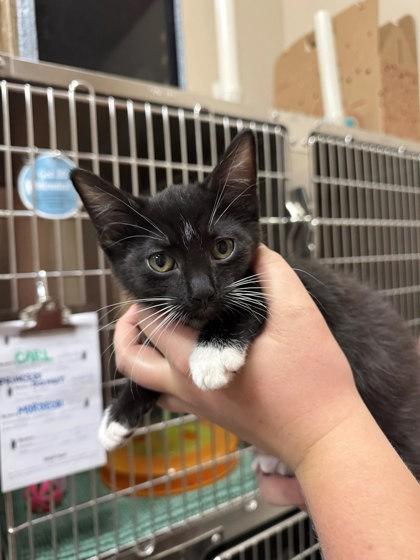 Weevil, ADOPTABLE, Kitten Male Domestic Short Hair.