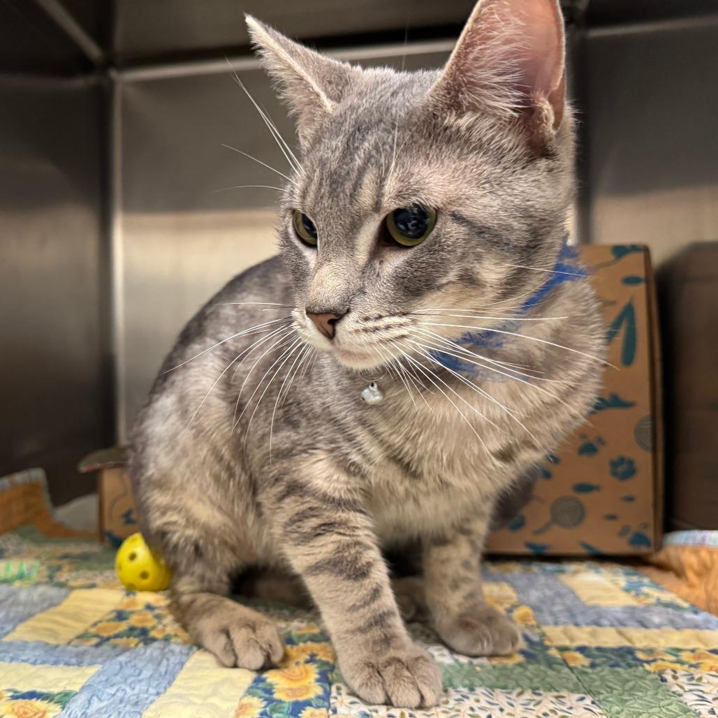 Aaron, a Adoptable Domestic Short Hair in Santa Barbara, CA image 1/2