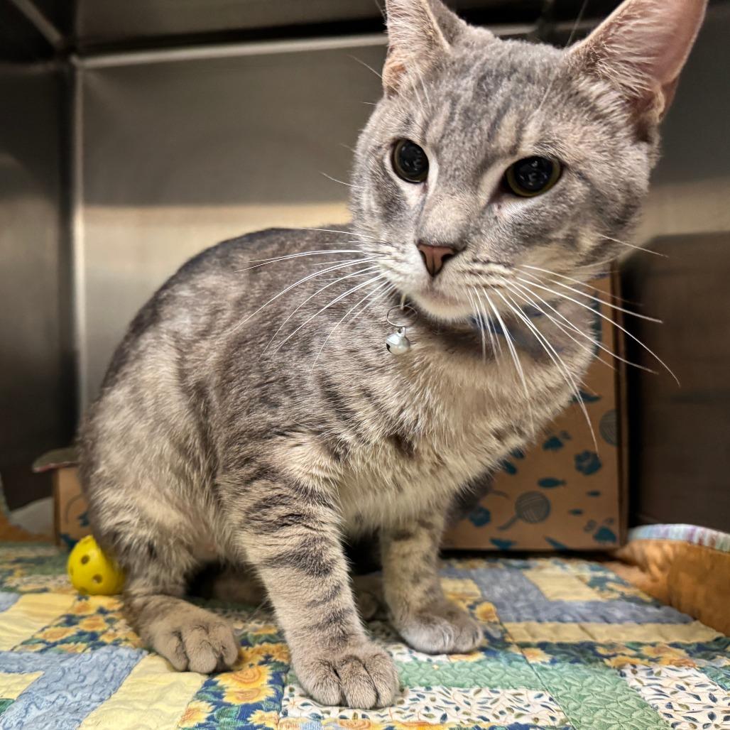 Aaron, a Adoptable Domestic Short Hair in Santa Barbara, CA image 2/2