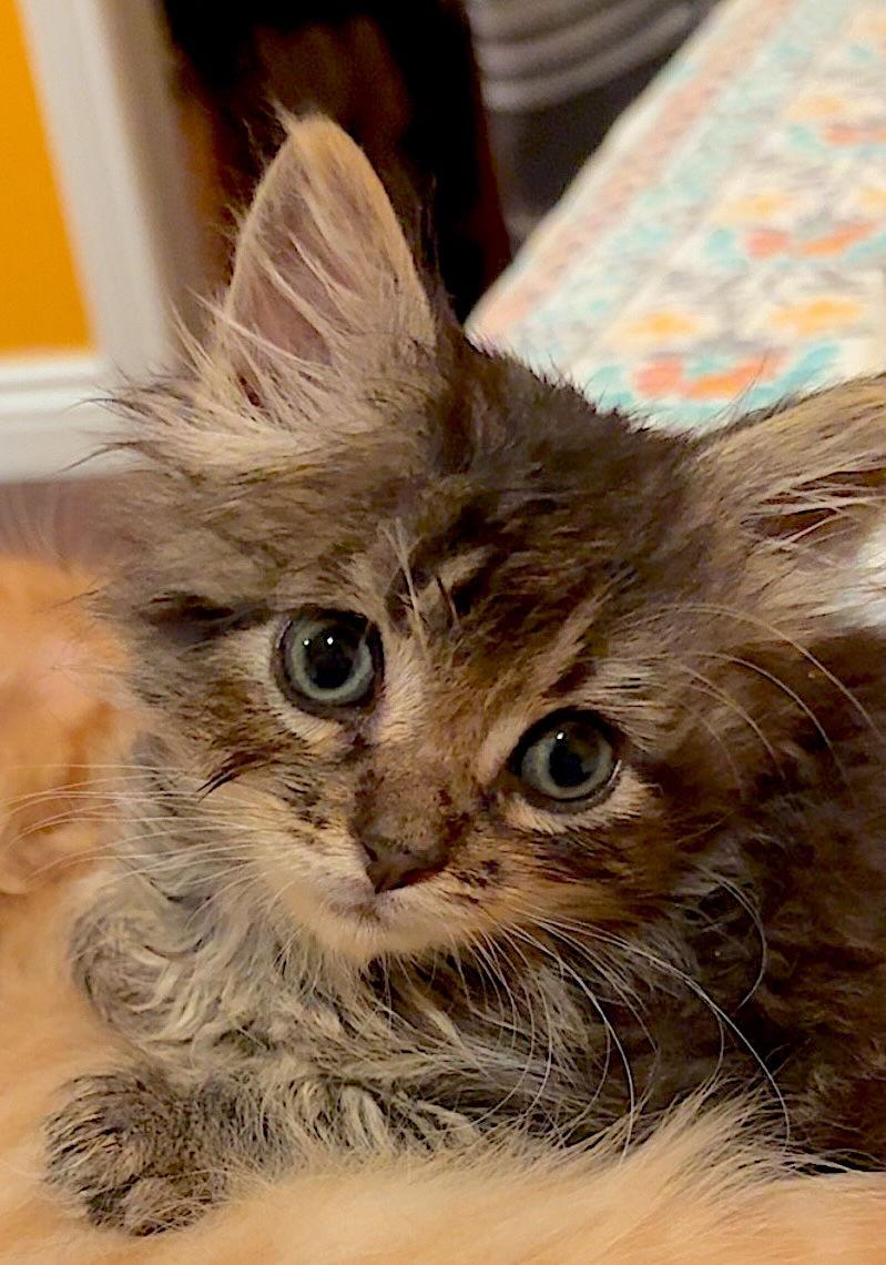 Malo, a Adopted Domestic Medium Hair in Fremont, CA image 1/3