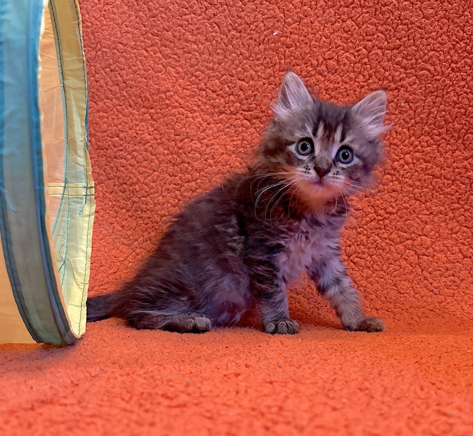 Malo, a Adopted Domestic Medium Hair in Fremont, CA image 2/3