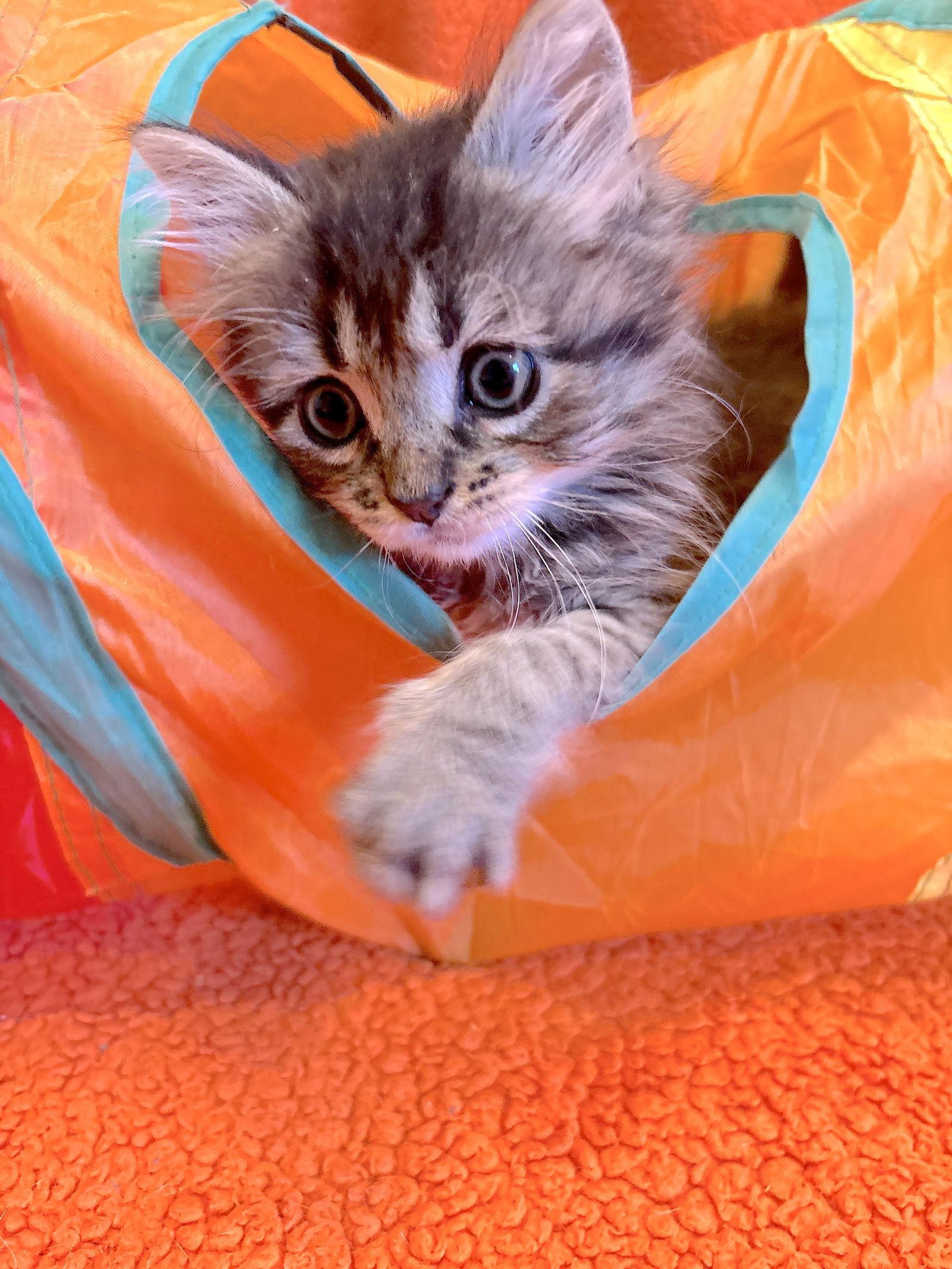 Malo, a Adopted Domestic Medium Hair in Fremont, CA image 3/3