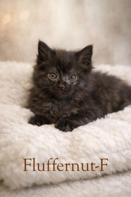 Enlarge Fluffernut, a Adoptable mixed breed in Guntersville, AL image 1/1