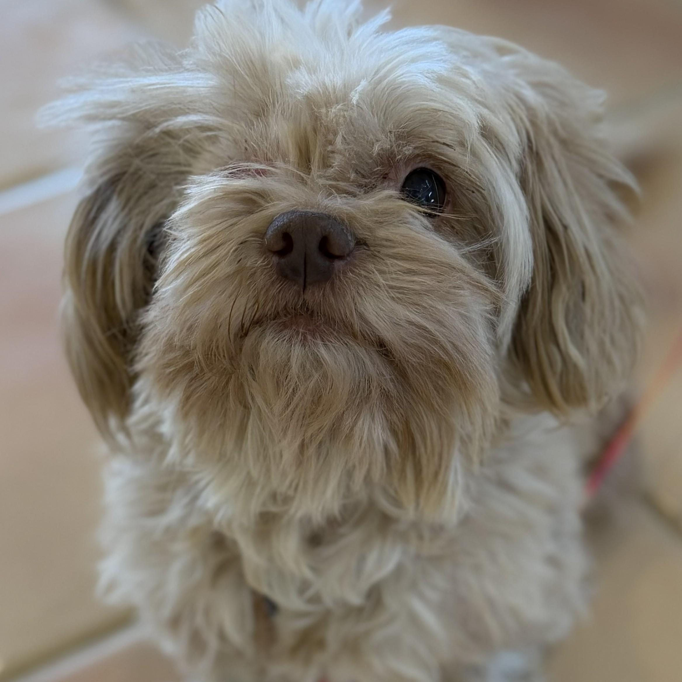 Enlarge Lolo, a ADOPTABLE mixed breed in Marfa, TX image 2/6