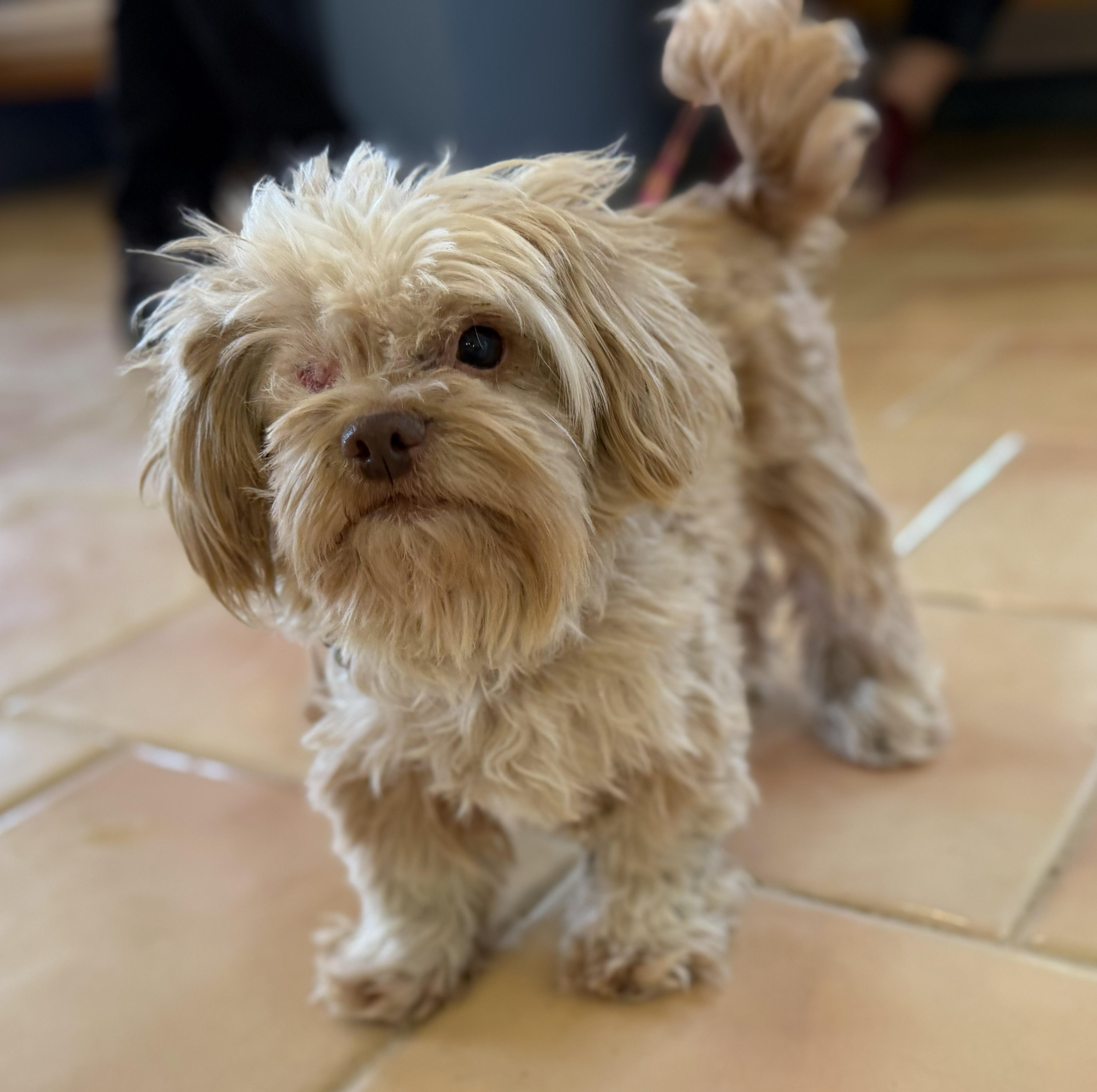 Enlarge Lolo, a ADOPTABLE mixed breed in Marfa, TX image 6/6