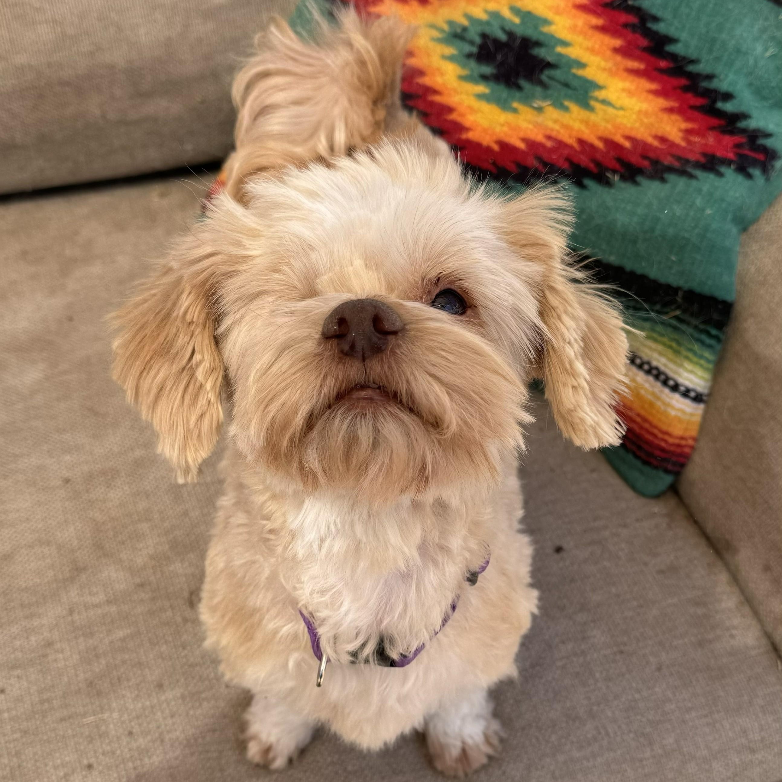 Enlarge Lolo, a ADOPTABLE mixed breed in Marfa, TX image 1/6