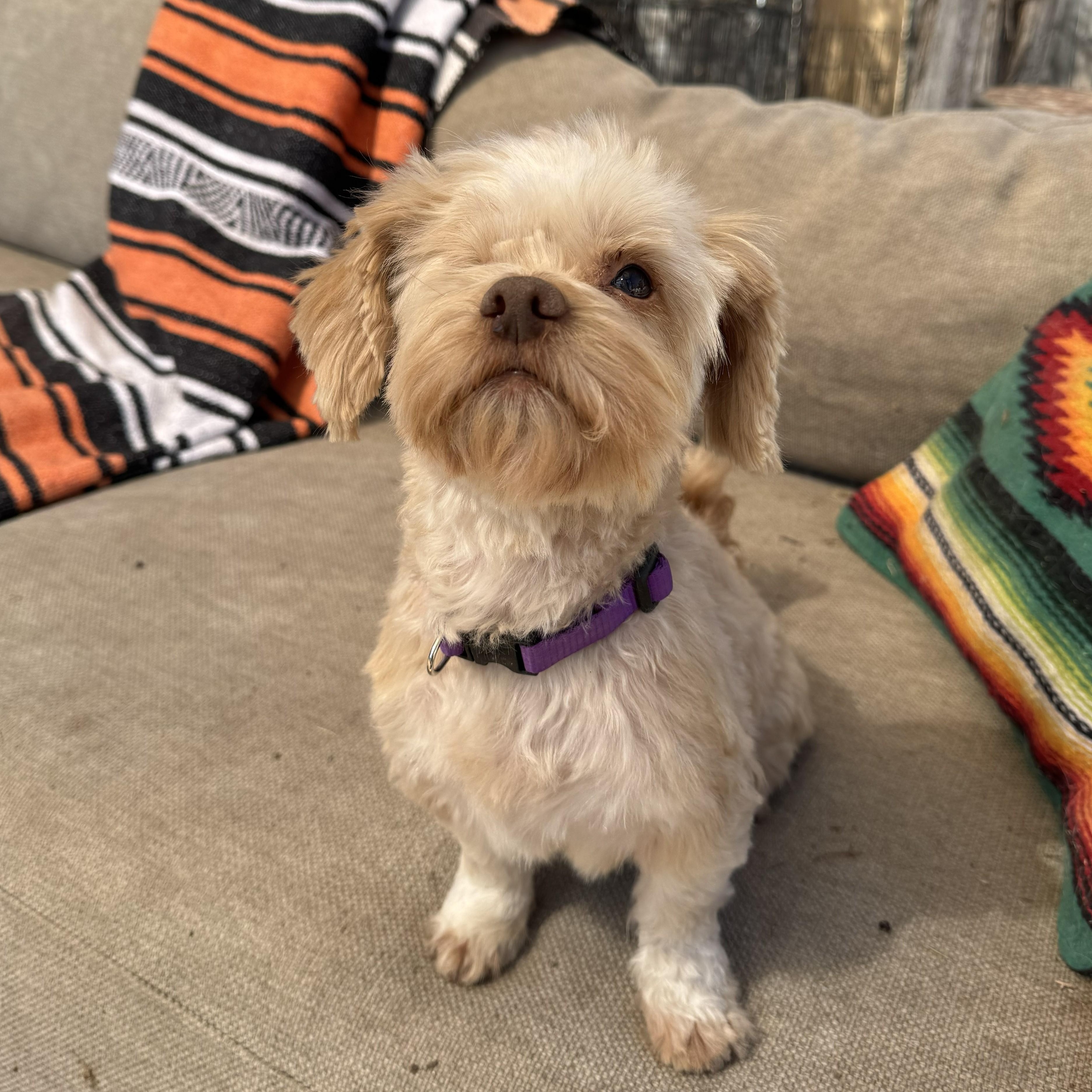 Enlarge Lolo, a ADOPTABLE mixed breed in Marfa, TX image 5/6