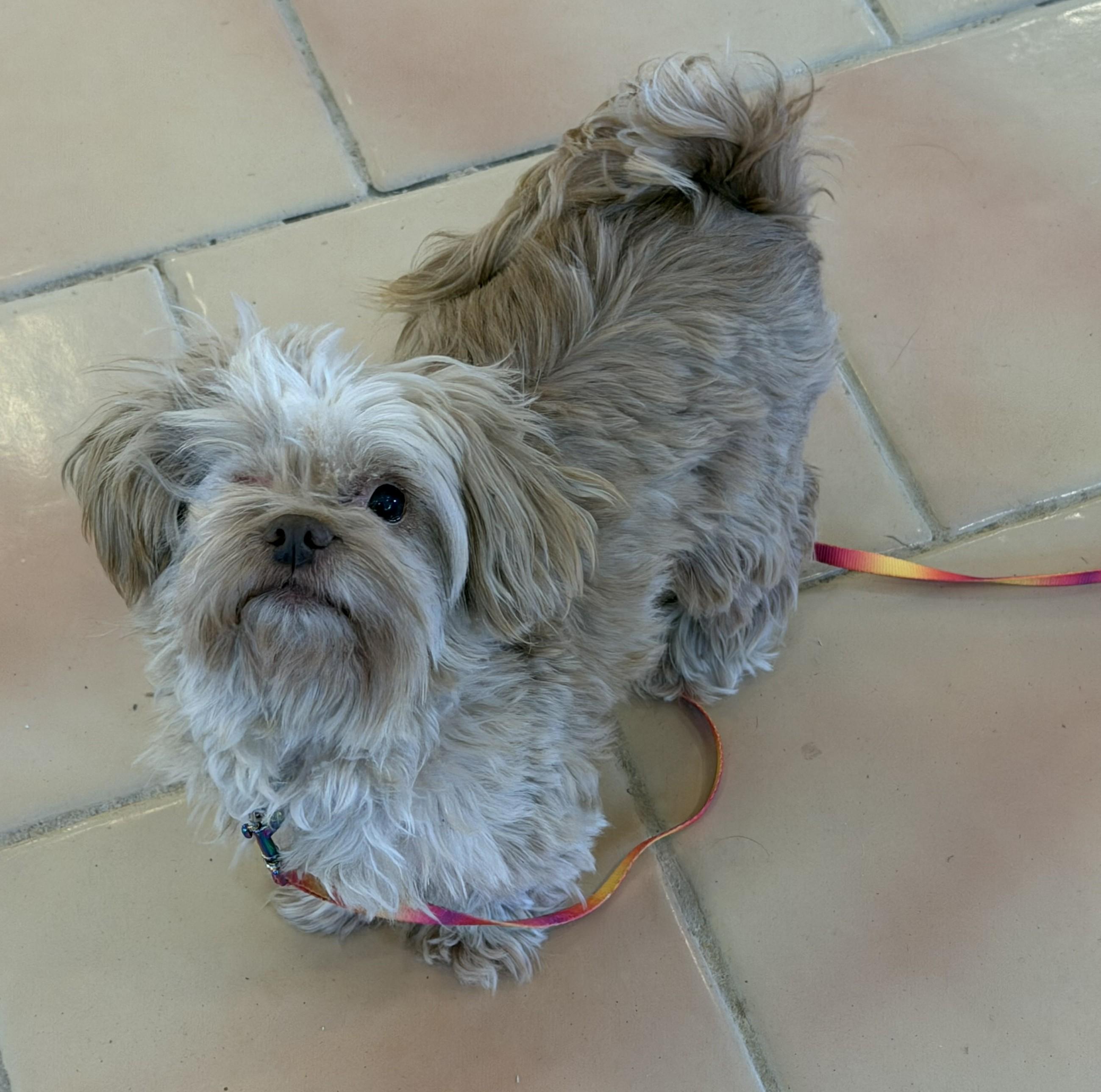 Enlarge Lolo, a ADOPTABLE mixed breed in Marfa, TX image 4/6