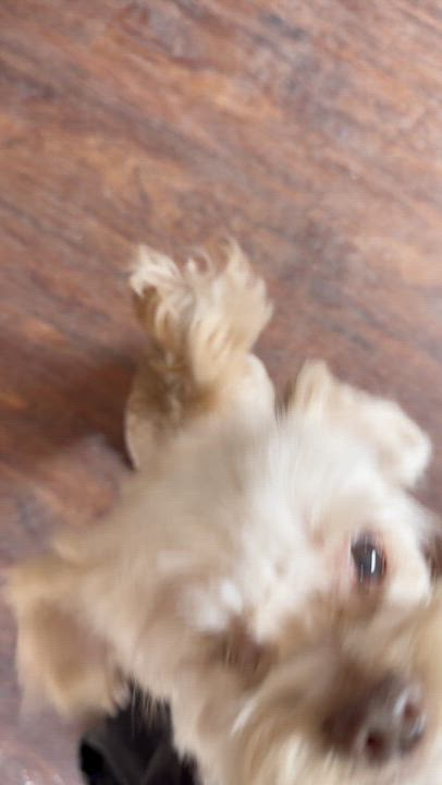 Enlarge Lolo, a ADOPTABLE mixed breed in Marfa, TX video 3/6