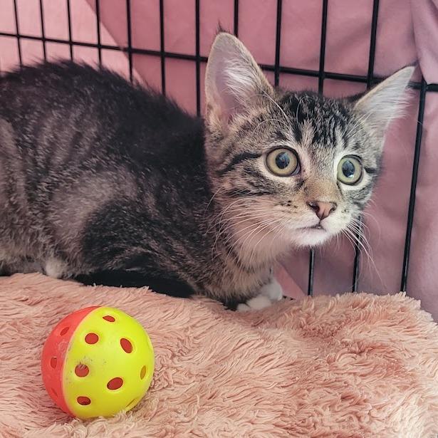 Enlarge Chevy Chase, a Adoptable Domestic Short Hair in Grand Island, NE image 1/1