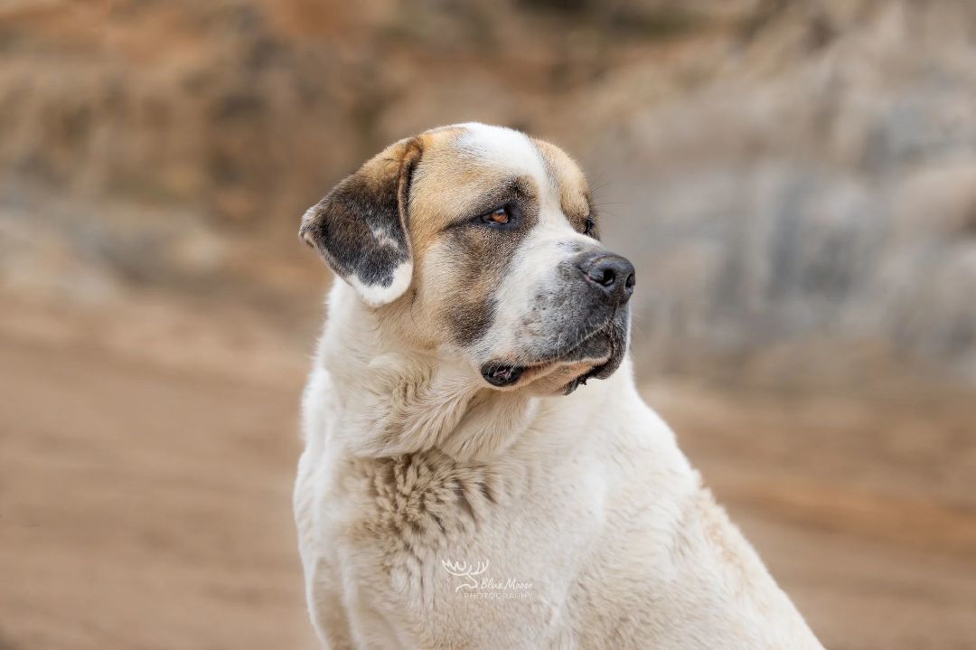 Enlarge MAC, an adoptable mixed breed in Sparks, NV image 2/3