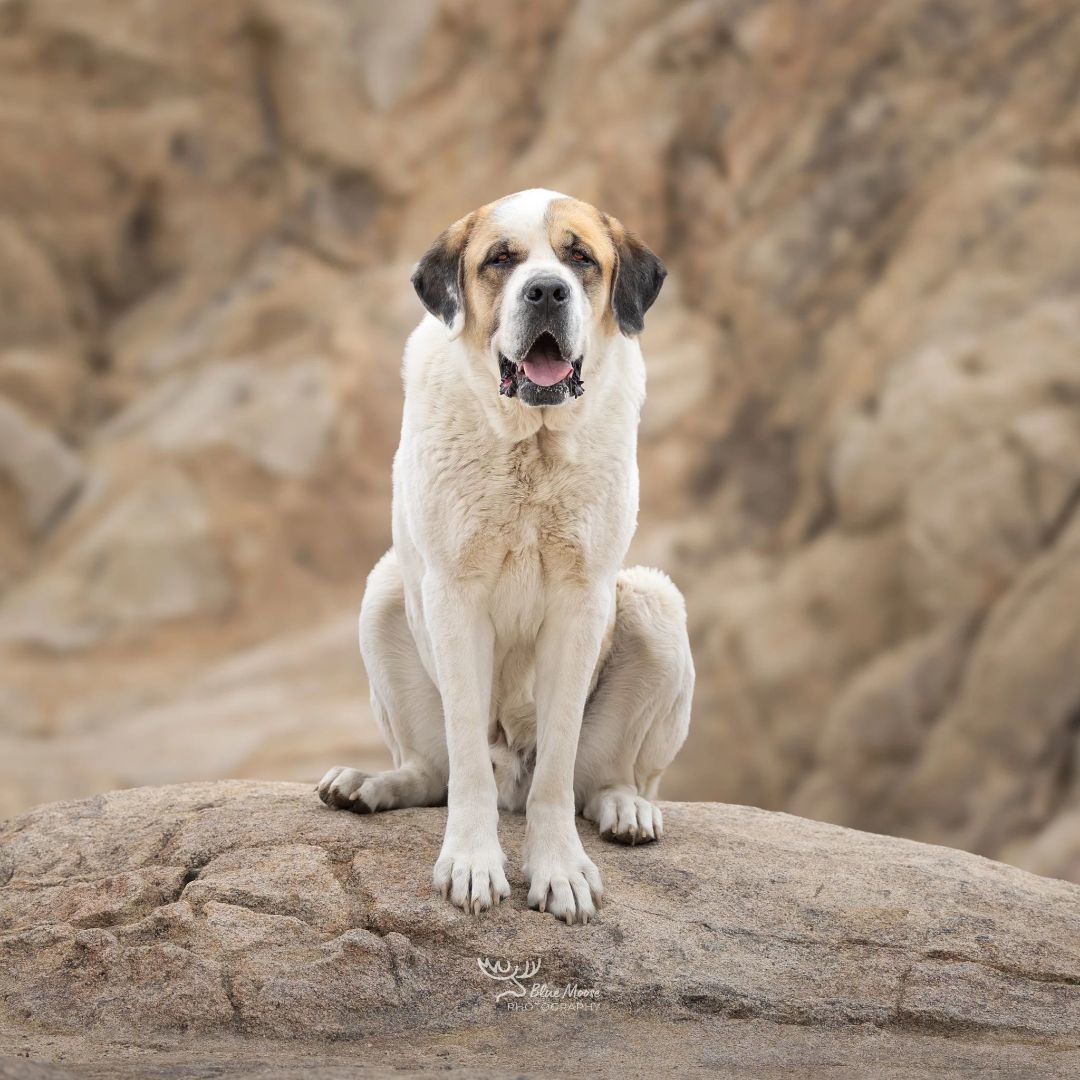 Enlarge MAC, an adoptable mixed breed in Sparks, NV image 3/3