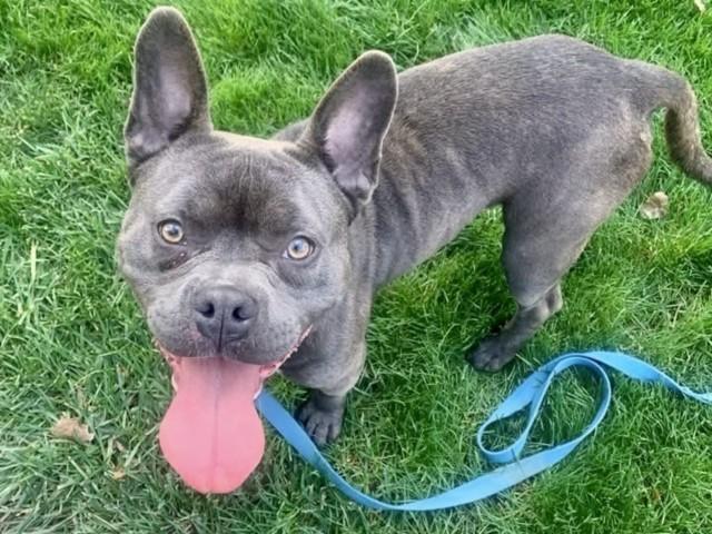BUZZ, Adoptable, Adult Male French Bulldog & Mixed Breed.