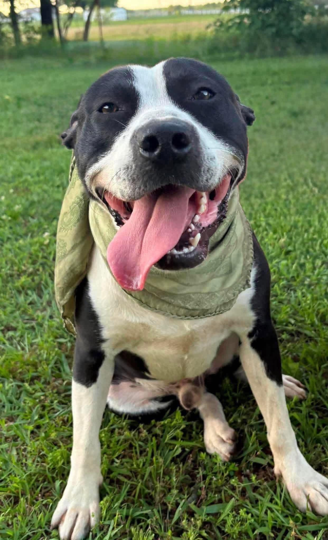 Enlarge Oreo, a Adoptable Mixed Breed in Northwood, NH image 6/6