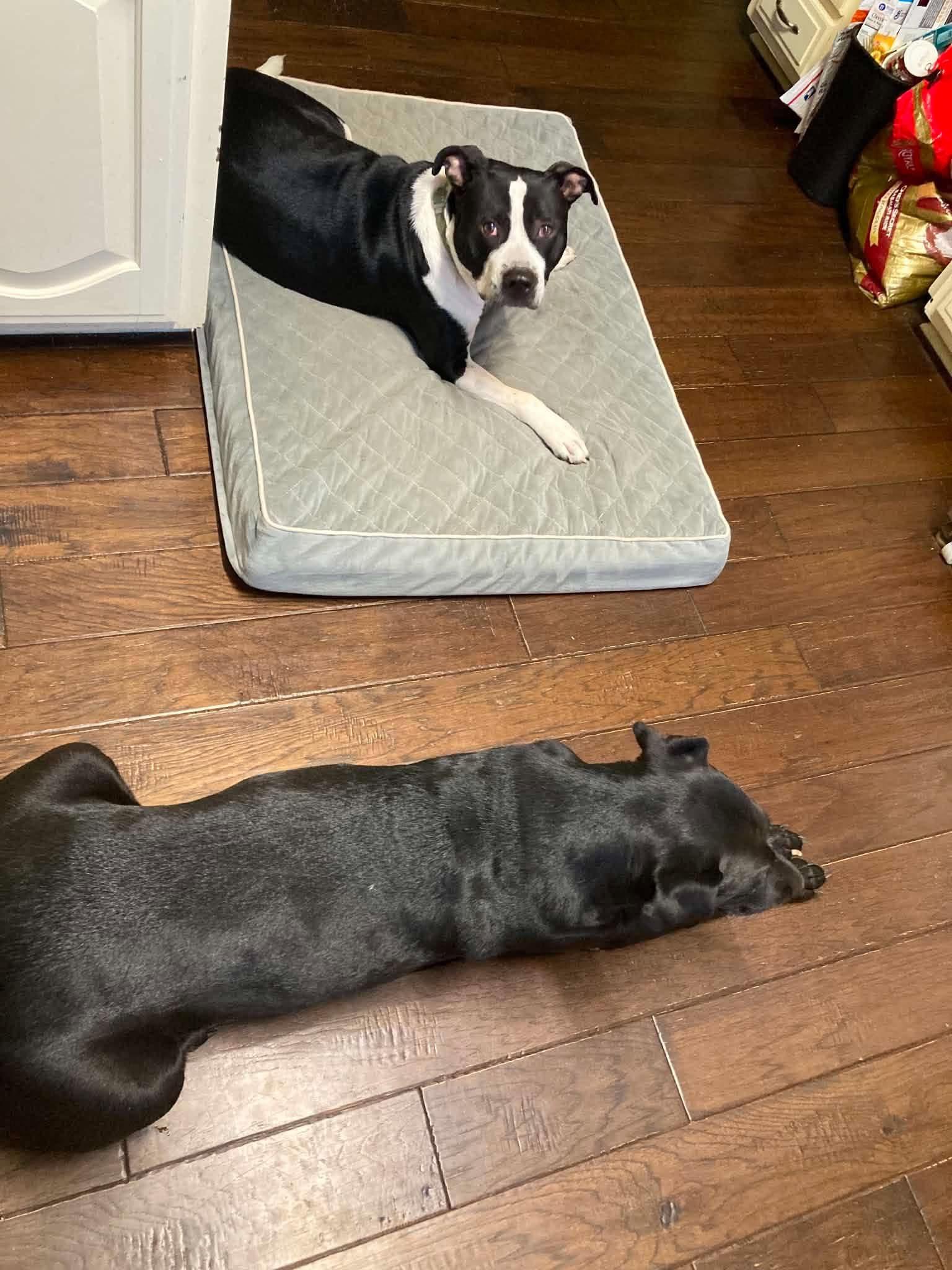 Enlarge Oreo, a Adoptable Mixed Breed in Northwood, NH image 5/6