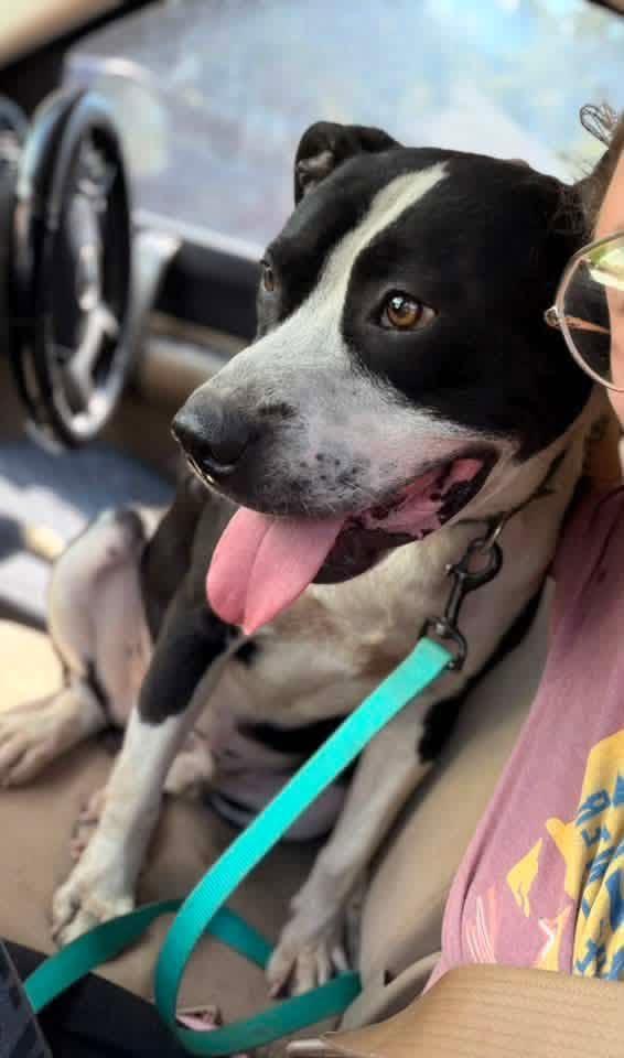 Enlarge Oreo, a Adoptable Mixed Breed in Northwood, NH image 3/6