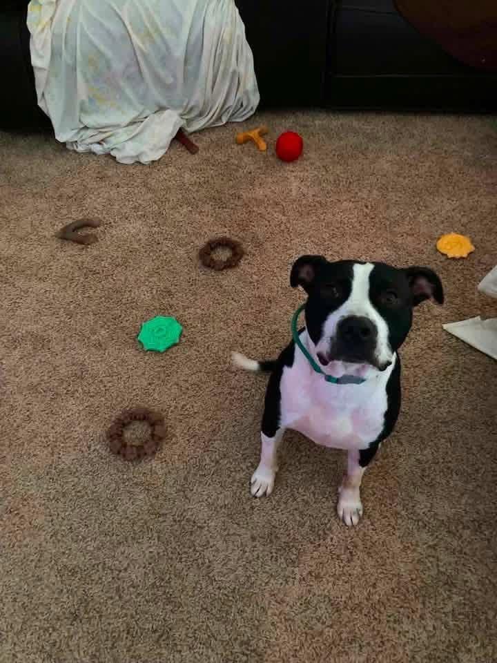 Enlarge Oreo, a Adoptable Mixed Breed in Northwood, NH image 4/6