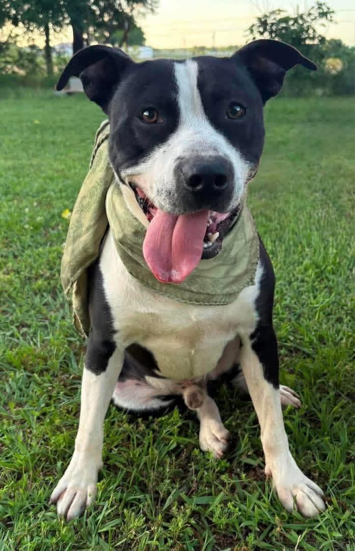 Oreo, Adoptable, Young Male Mixed Breed.