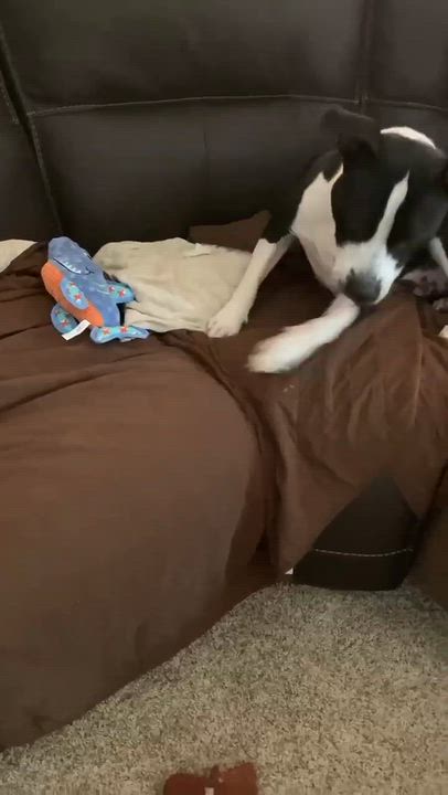 Enlarge Oreo, a Adoptable Mixed Breed in Northwood, NH video 2/6