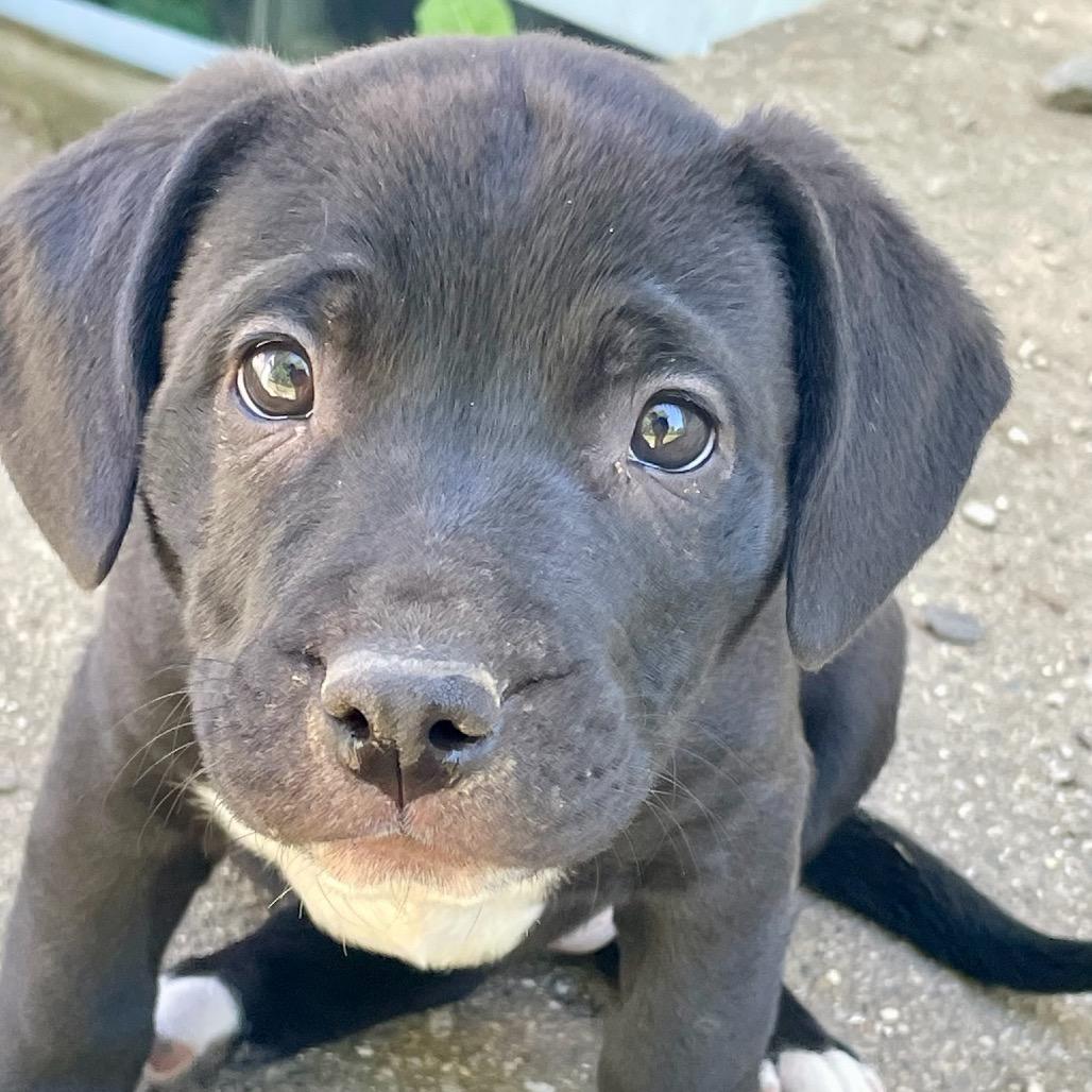 JellyBean, a Adoptable mixed breed in Metamora, MI image 1/6