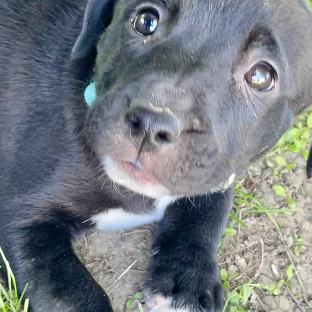 JellyBean, a Adoptable mixed breed in Metamora, MI image 2/6