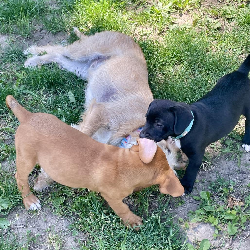 JellyBean, a Adoptable mixed breed in Metamora, MI image 3/6